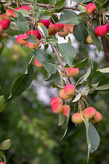 Image showing Green branch with ripe red apples against the backdrop of the farm garden on a summer day.