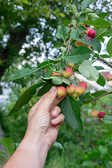 Image showing The man\'s hand tears off the organic paradise apple in the garden on a summer day