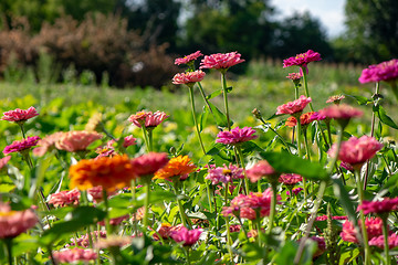 Image showing Pink delicate flowers of zinnia in the village garden against the background of trees on a summer day. Flower layout