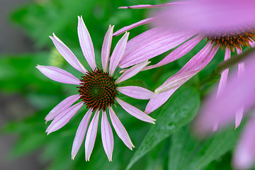 Image showing Flowering echinacea purpurea in the garden against the background of green grass