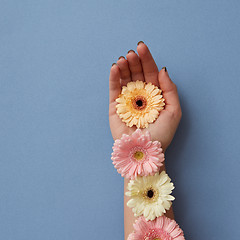 Image showing The girl\'s hand is decorated with colorful gerberas on a blue paper background