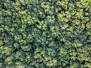 Image showing Aerial top view forest, Texture background of forest view from above.