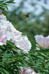 Image showing Close-up of a flying beetle against the sky and flowering bush with gently pink pion flowers in the summer in a botanical garden