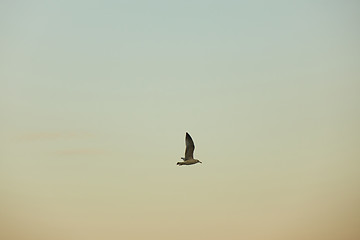 Image showing the seagull is flying in the sky