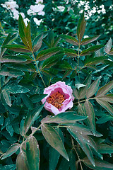 Image showing A drop of dew on a pink peony flower blooming on a bush, shot close-up on background of green foliage.