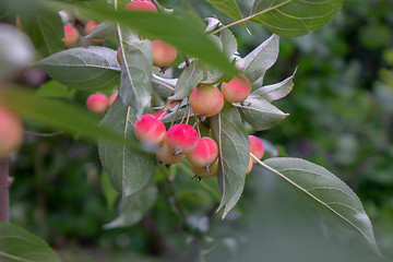 Image showing Decorative paradise ripe apples on a tree in the garden. Organic food