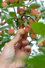 Image showing Ripe decorative apples on a branch in the garden. A man\'s hand picking an apple from a tree