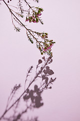 Image showing Spring flowering branch of pink flowers on a pink background