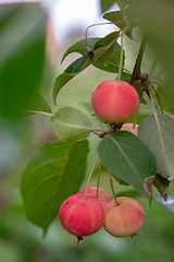 Image showing Rural garden with ripe paradise apples harvest time