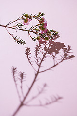 Image showing spring composition, a branch of pink flowers and buds on a pink background