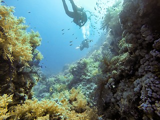 Image showing Coral Reef underwater in the sea