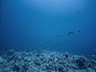 Image showing Coral Reef underwater in the sea