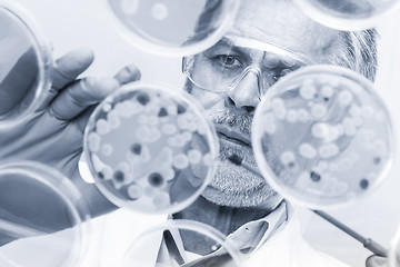 Image showing Senior life science researcher grafting bacteria.