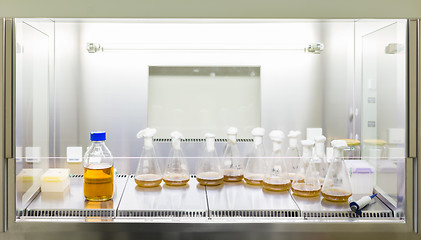 Image showing Close up of cell culture samples on LB agar medium in petri dish and flask in laminar flow.