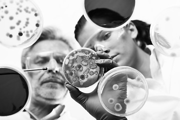 Image showing Life scientists researching in the health care laboratory.