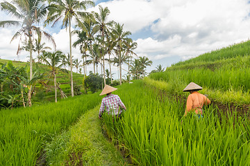 Image showing Female farmers working in Jatiluwih rice terrace plantations on Bali, Indonesia, south east Asia.