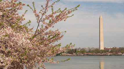 Image showing Washington Monument Surrounded by March Spring Flower Blossoms