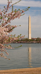 Image showing Washington Monument Surrounded by March Spring Flower Blossoms