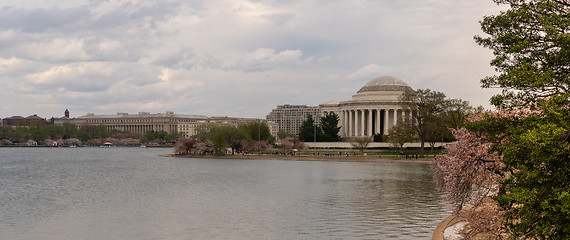 Image showing The Cherry Blossoms have already peaked around the Tidal Basin i