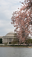 Image showing Jefferson Memorial and People Enjoying The Tidal Basin Blossoms