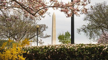 Image showing Washington Monument Surrounded by March Spring Flower Blossoms