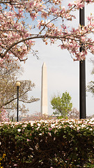 Image showing Washington Monument Surrounded by March Spring Flower Blossoms