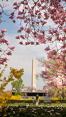 Image showing Washington Monument Surrounded by March Spring Flower Blossoms