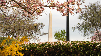 Image showing Washington Monument Surrounded by March Spring Flower Blossoms