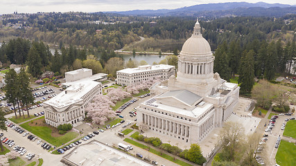 Image showing The Cherry Blossoms are their Peak At the Washington State Capit