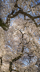 Image showing Vertical Composition Blooming Cherry Blossoms on Two Trees