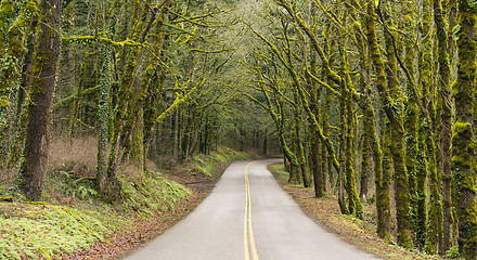 Image showing Island Road Tree Canopy Covering Two Lane Highway Washington Sta