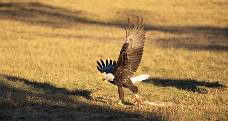 Image showing American Bald Eagle Hunting Drags a Rabbit in Flight