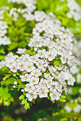 Image showing White spiraea flowers. Spring blossoms and green leaves.