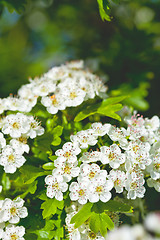 Image showing White spiraea flowers. Spring blossoms and green leaves.