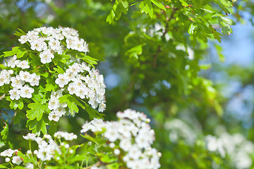 Image showing White spiraea flowers. Spring blossoms, green leaves and blue sk