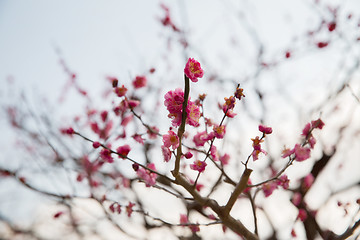 Image showing close up of beautiful sakura tree blossoms