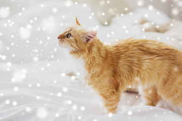 Image showing red tabby cat at home in bed over snow