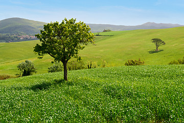 Image showing Beautiful spring landscape in Tuscany