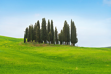 Image showing Beautiful spring minimalistic landscape with Italian Cypress in Tuscany