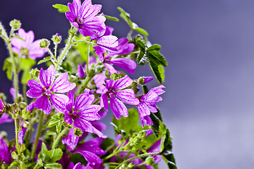 Image showing Wild violet flowers with water drops closeup on black background