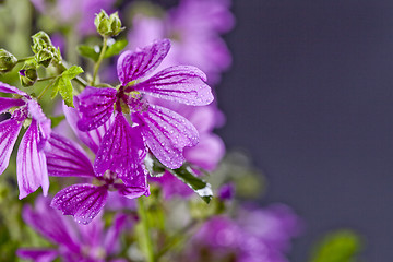 Image showing Wild violet flowers with water drops closeup on black background