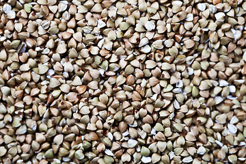 Image showing Fresh green dry buckwheat background.