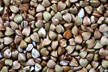 Image showing Fresh green dry buckwheat background. 