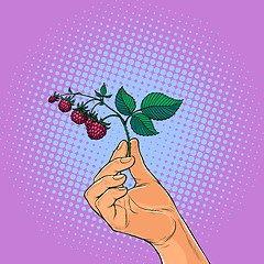 Image showing raspberry twig in hand. wild berry picking