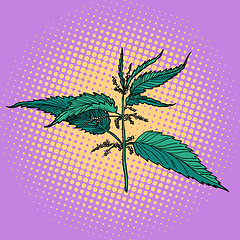 Image showing nettle, green burning plant