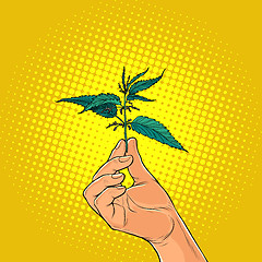 Image showing nettle, green burning plant in the hands