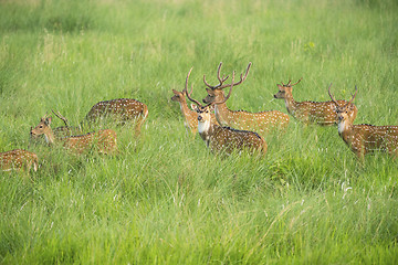 Image showing Sika or spotted deers herd in the elephant grass