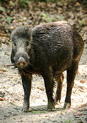 Image showing Wild boar male feeding in the jungle