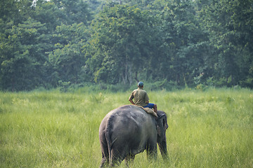 Image showing Mahout or elephant rider riding a female elephant