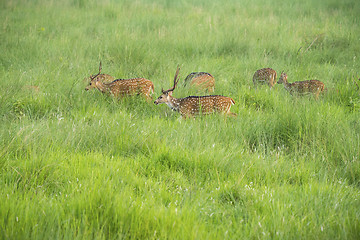 Image showing Sika or spotted deers herd in the elephant grass